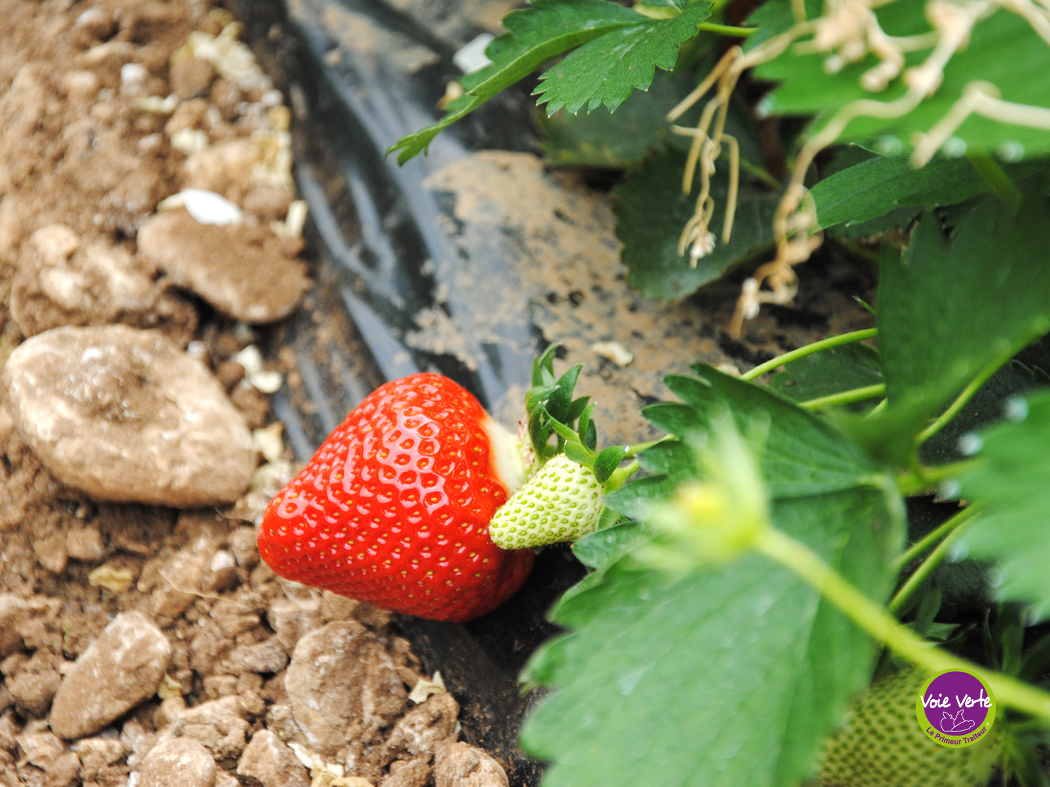 fraise production française voie verte