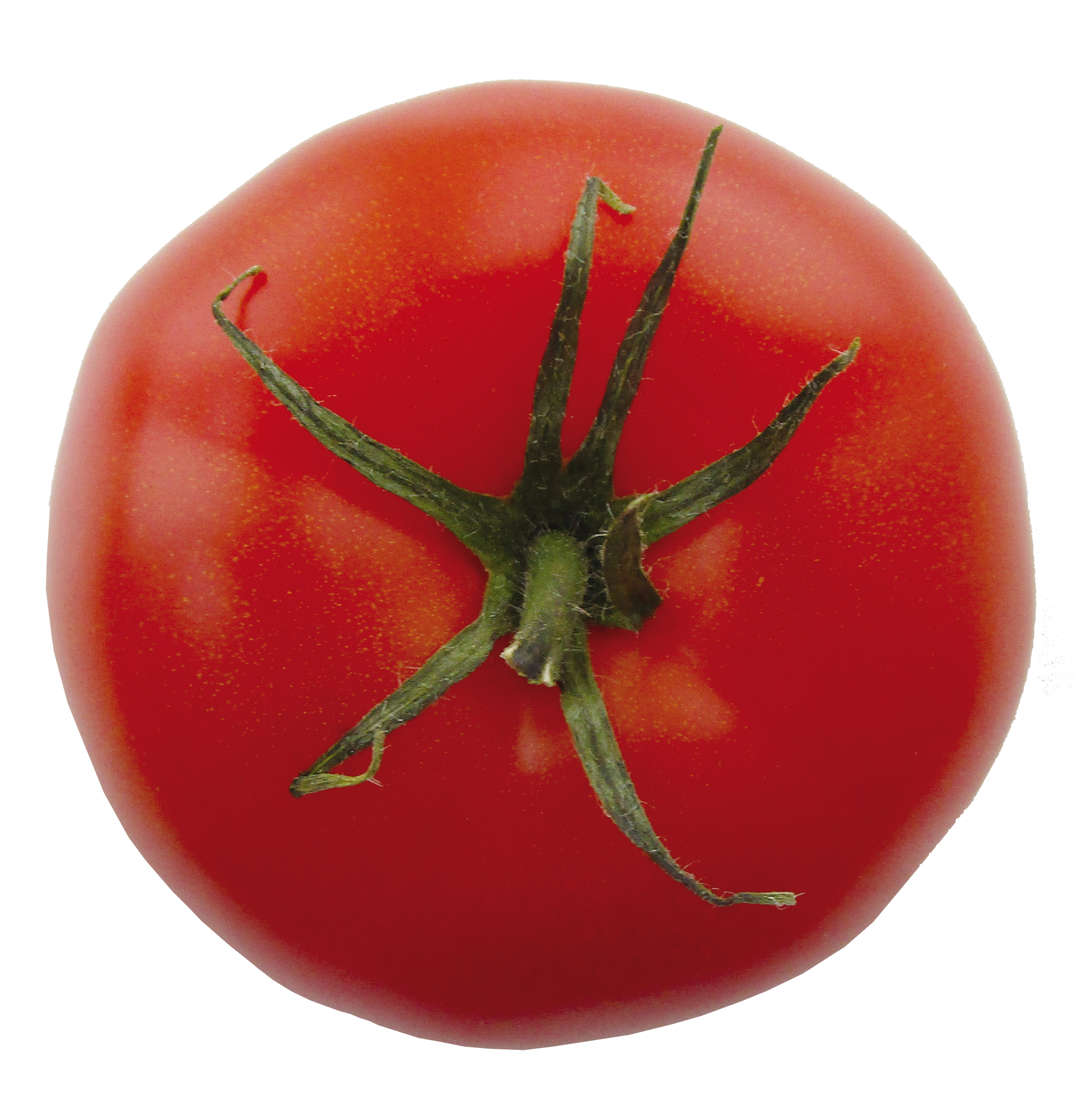 tomate-ronde
