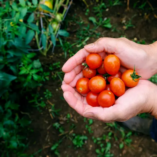 Achat Tomate cerise barquette : livraison domicile à Paris en 2h