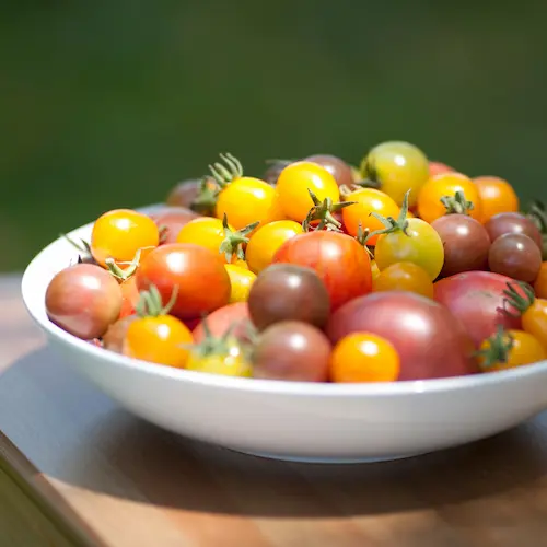 Tomate Cerise Panaché - Barquette - Voie Verte