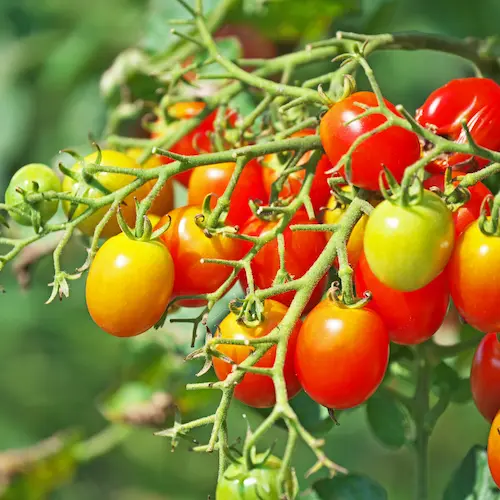 Tomate Cerise Panaché - Barquette - Voie Verte